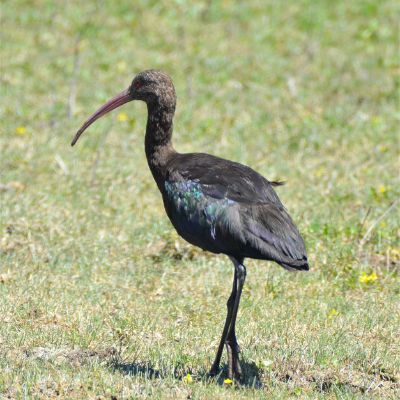Puna Ibis (2)